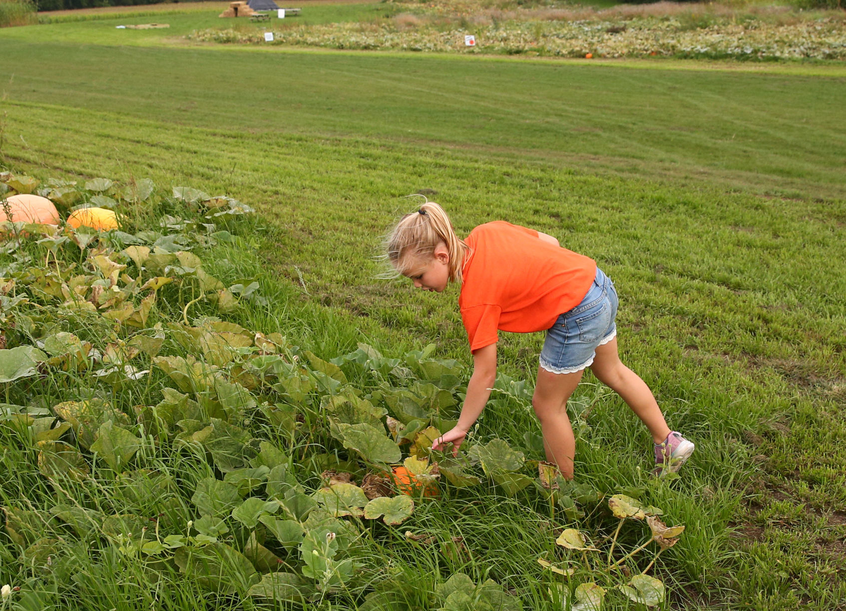 Plain Ol' Pumpkins - 2